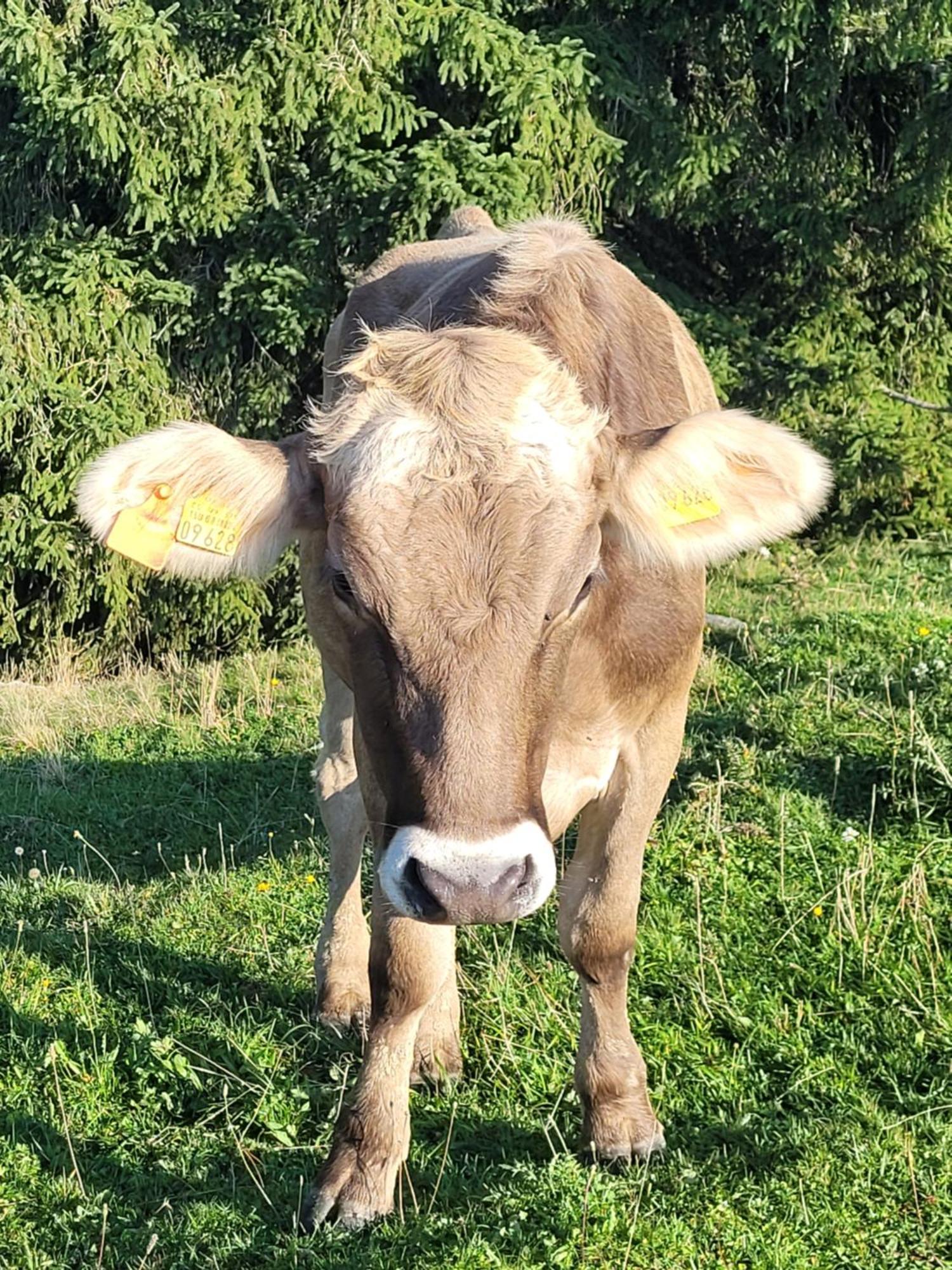 شقة Allgaeublick Wangen im Allgäu المظهر الخارجي الصورة